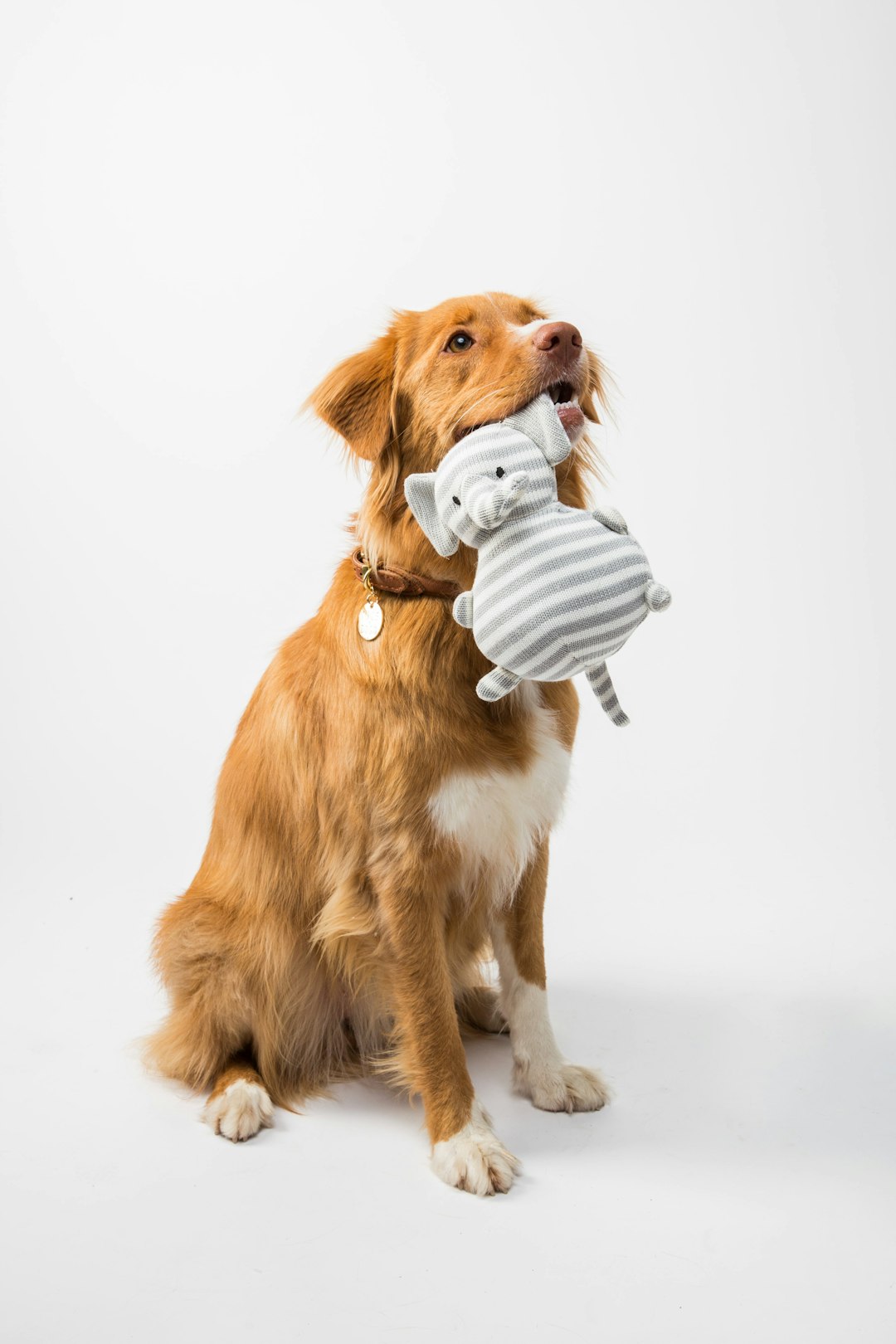 About cute dog holding a toy on white background