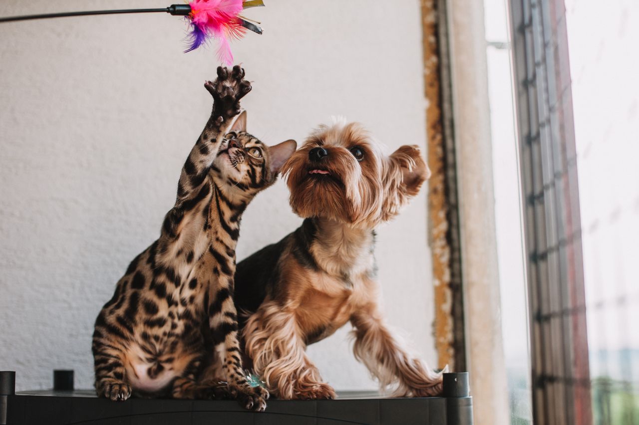 The Art of Drawing Readers In: Your attractive post title goes here A Bengal cat and Yorkshire Terrier playfully reach for a feathered toy indoors.