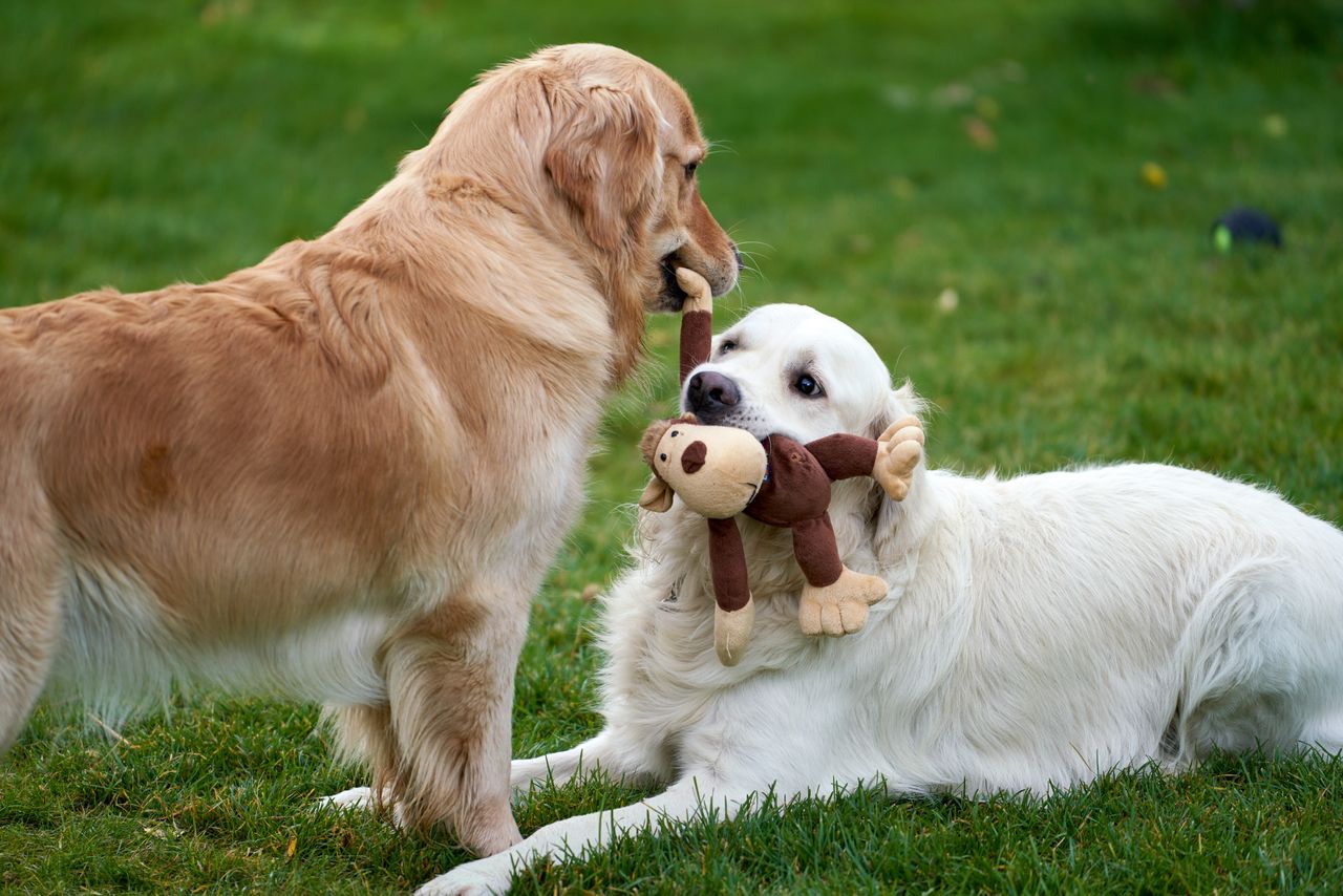 Crafting Captivating Headlines: Your awesome post title goes here Two golden retrievers playing with a plush toy on the grass in a playful outdoor moment.