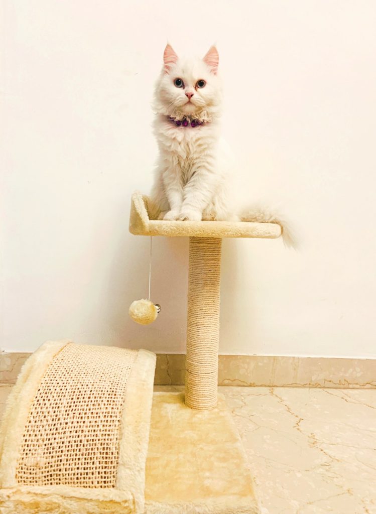 white-cat-on-cat-tree-uhqiiy-j8bi Layla persian cat