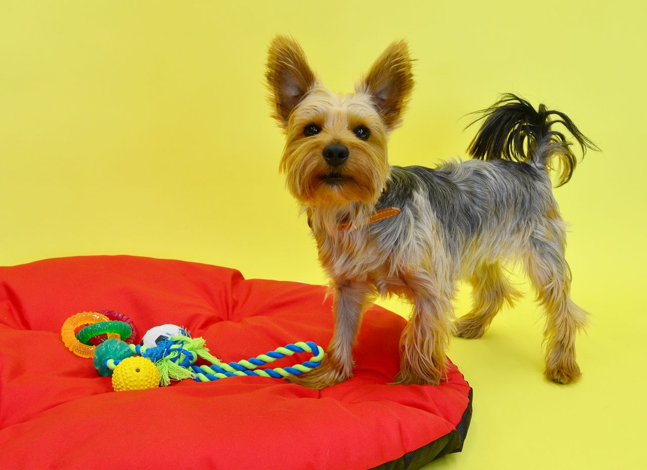 About Cute Yorkshire Terrier on a red pillow with colorful toys on a vibrant yellow background.